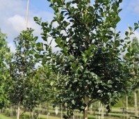 Crataegus prunifolia persimilis 'Splendens' - Pruimbladige meidoorn - 2
