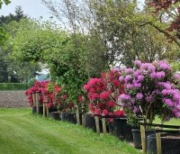 Rhododendron 'Nova Zembla' - Rododendron 'Nova Zembla' - rode bloei