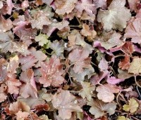 Heuchera micrantha 'Palace Purple'  - Purperklokje - winterblad
