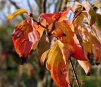 Cornus kousa 'Venus' - Japanse grootbloemige kornoelje ‘Venus' - herfst