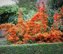 Pyracantha 'orange glow' ofwel Vuurdoorn dankt zijn naam aan de vuurrode bessen en zijn stevige doornen