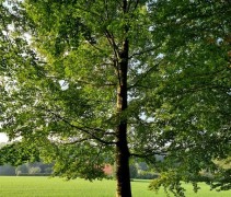 Fagus sylvatica