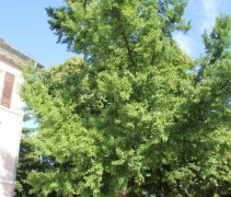 Ginkgo Biloba