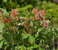 Aesculus pavia 'Rosea Nana' - Rode Pavia  - 2