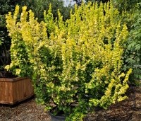 Ulmus hollandica 'Wredei' - Goudiep - meerstam
