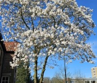Magnolia Kobus - Beverboom - 3
