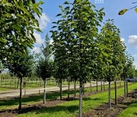 Magnolia soulangeana - Magnolia soulangeana - hoogstambomen
