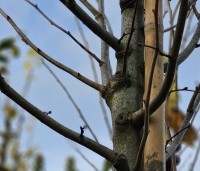 Tilia mongolica 'Buda' - Mongoolse Lindeboom - winterbeeld