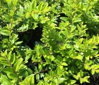 Lonicera nitida 'Maigrun' - Kamperfoelie 'Maigrun' - vakbeplanting - 3
