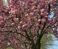 Prunus serrulata 'Kanzan' - Sierkers, kanzan - 2