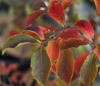 Stewartia rostrata - Schijncamelia - 2
