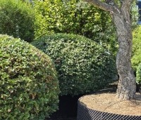Fagus sylvatica - Groene beuk - bolvormen juli 2026