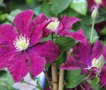 Clematis Warszawska Nike bloemen