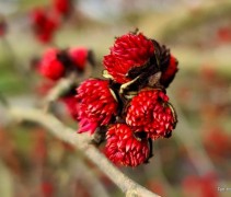 Parrotia persica Vanessa