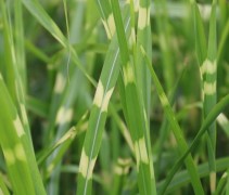 Prachtriet 'Strictus' krijgt in de zomer gele dwarsstrepen en pluimen met een rode gloed die de hele winter blijven wuiven