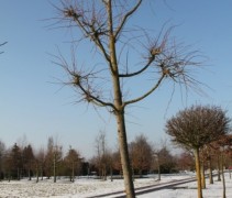 Tilia herdenkingsboom
