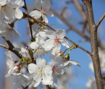 Prunus Royal Flame