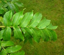 Pterocarya fraxinifolia blad