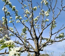 Pyrus communis 'Kruidenierspeer'