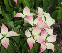Cornus kousa Schmetterling