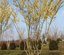 Hamamelis x intermedia Arnolds Promise