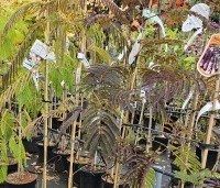 Albizia julibrissin 'Summer Chocolate' - Perzische slaapboom 'Summer Chocolate' - 1