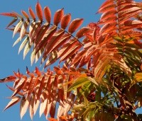 Rhus typhina - Fluweelboom - 1