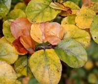 Fagus sylvatica 'Rotundifolia' - Rondbladige dwergbeuk - 2