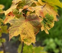 Acer plat. 'Princeton Gold' - Acer plat. 'Princeton Gold' - 4