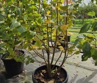Tilia cordata 'Winter Orange' - Winterlinde - 2