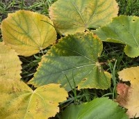 Tilia cordata 'Winter Orange' - Winterlinde - 3