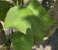 Catalpa erubescens 'Purpurea' - Purperkleurige trompetboom - 4