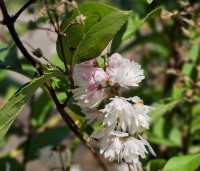 Deutzia crenata 'Pride Of Rochester' - Bruidsbloem  'Pride Of Rochester' - 4