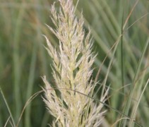 Zilver witte pluimen in Pampasgras 'Mini Silver Pampas', deze grassoort blijft dus lager dan het 'gewone' Pampasgras