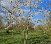 Prunus x yedoensis  - Yoshinokers - 4