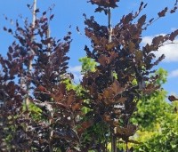 Fagus sylvatica 'Rohan Obelisk' - Beuk 'Rohan Obelisk' - 5