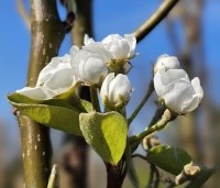Pyrus com. 'Williams' - Pyrus com. 'Williams' - 7