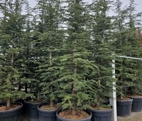 Cedrus libani - Libanonceder - 3