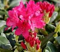 Rhododendron 'Nova Zembla' - Rododendron 'Nova Zembla' - 1