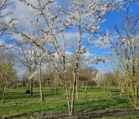 Prunus x yedoensis  - Yoshinokers - 6