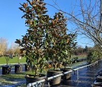 Magnolia grandiflora 'Goliath' - Magnolia grandiflora 'Goliath' - 1