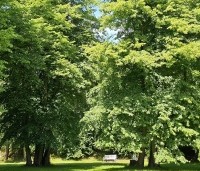Tilia cordata - Winterlinde - 4