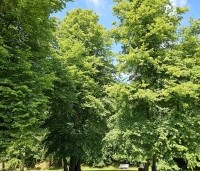 Tilia cordata - Winterlinde - 3