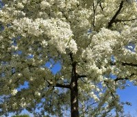 Malus toringo 'Brouwers Beauty' - Sierappel 'Brouwers Beauty' - 1