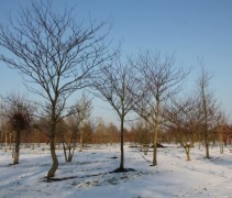 Cornus Controversa