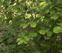 Hamamelis