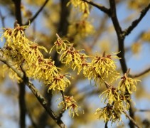 Hamamelis Arnold's Promise