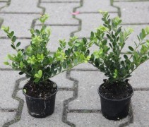Ilex crenata 'Green Hedge'