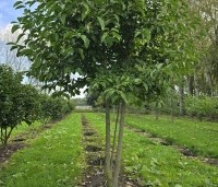 Magnolia Kobus - Beverboom - 1