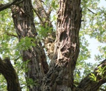 Robinia Pseudoacacia